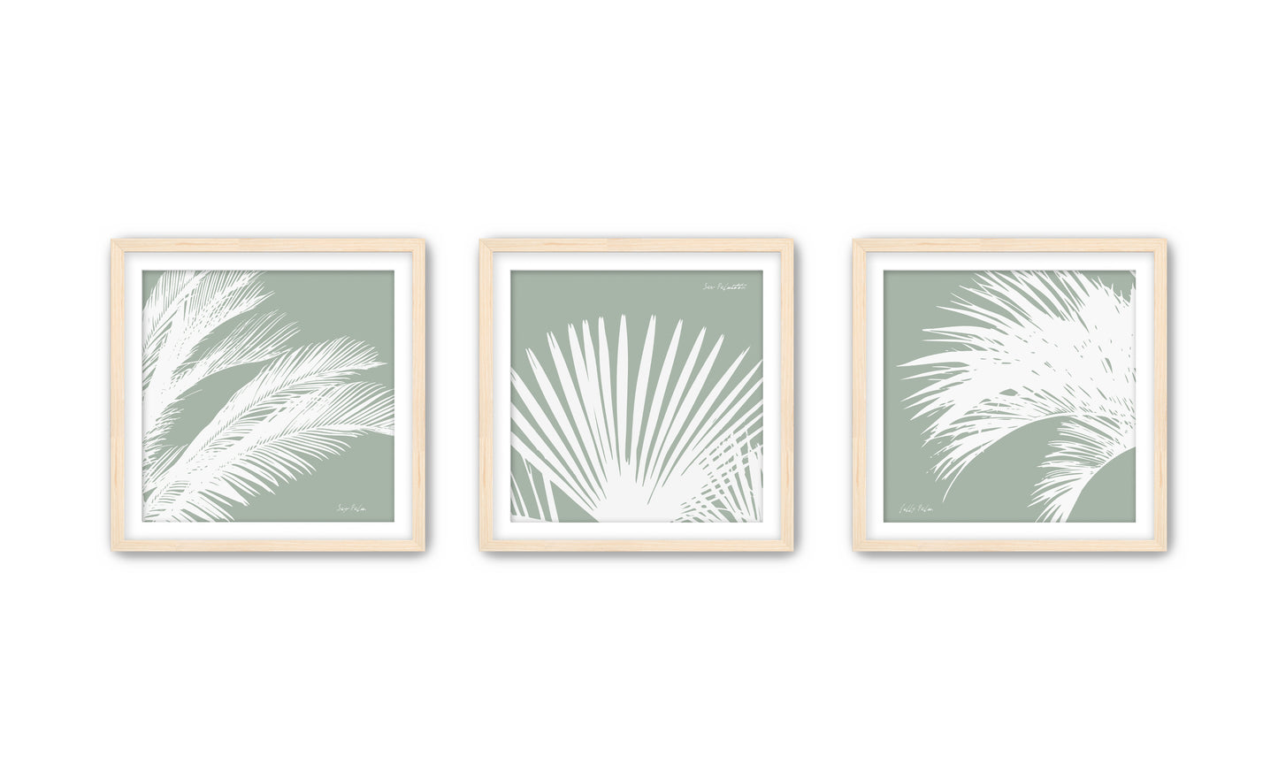 South Carolina Palms Triptych (three 12"x12" framed prints)