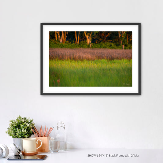 Marsh Grass - Port Royal Sound