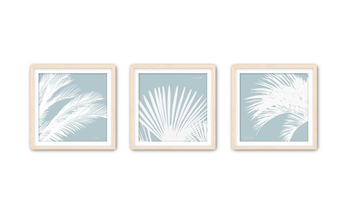 South Carolina Palms Triptych (three 12"x12" framed prints)